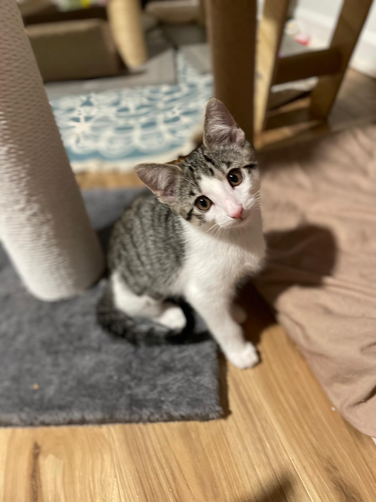 Enlarge Tay(berry), an adopted Domestic Short Hair in Sandy Springs, GA image 3/6