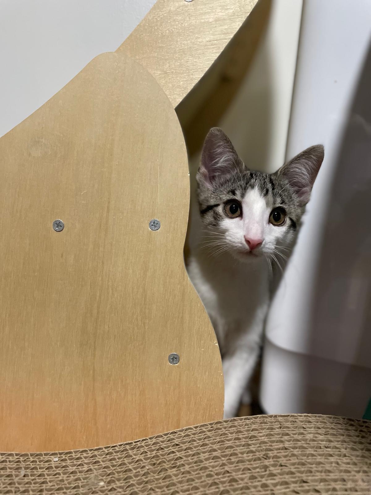 Enlarge Tay(berry), an adopted Domestic Short Hair in Sandy Springs, GA image 2/6