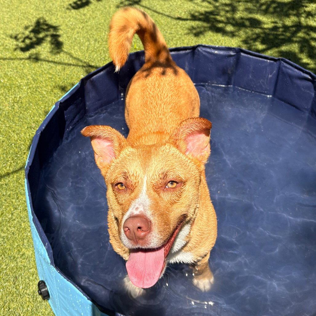 Enlarge Fiesta, a Adoptable Terrier in Dallas, TX image 2/3