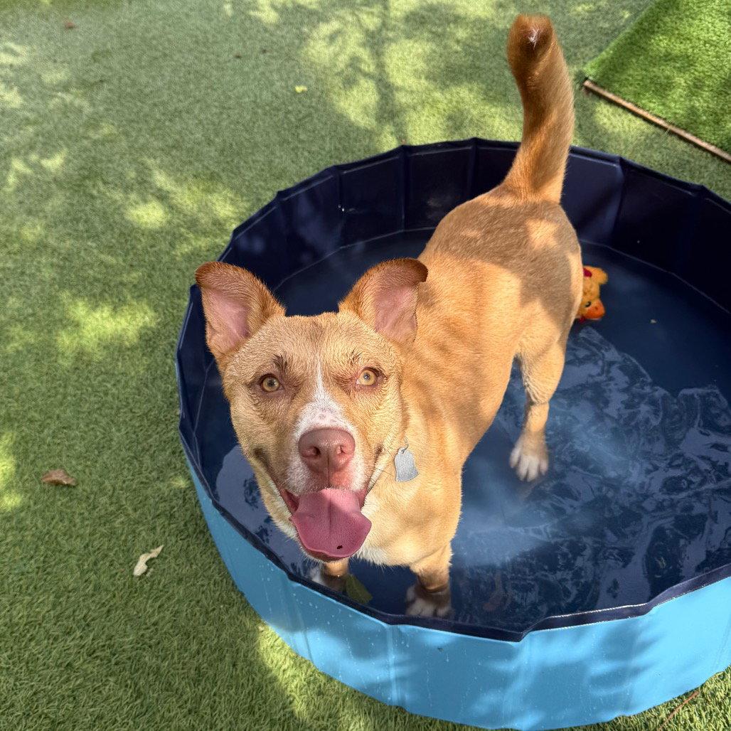 Fiesta, a Adoptable Terrier in Dallas, TX image 2/3