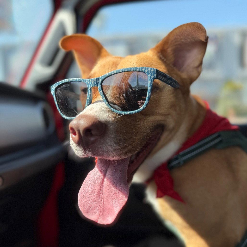 Fiesta, a Adoptable Terrier in Dallas, TX image 2/3