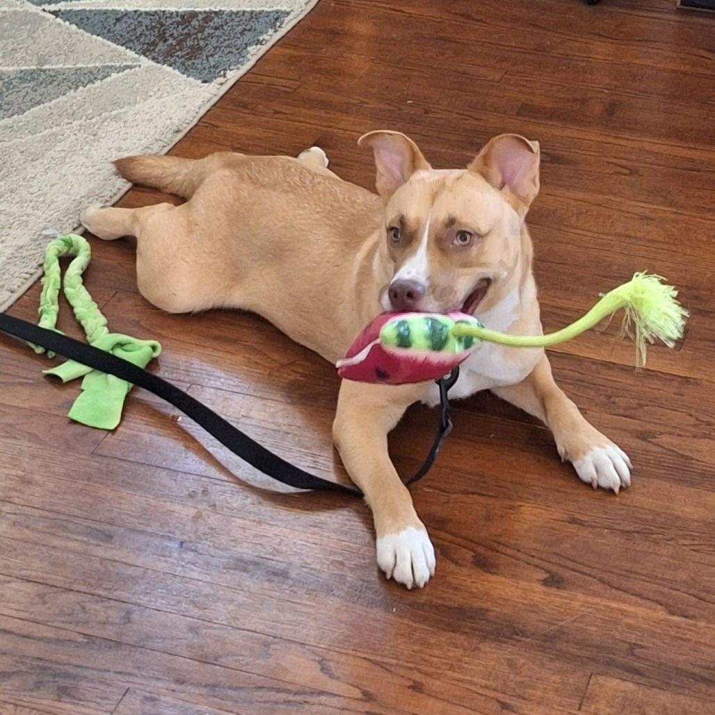 Fiesta — thumbnail 2