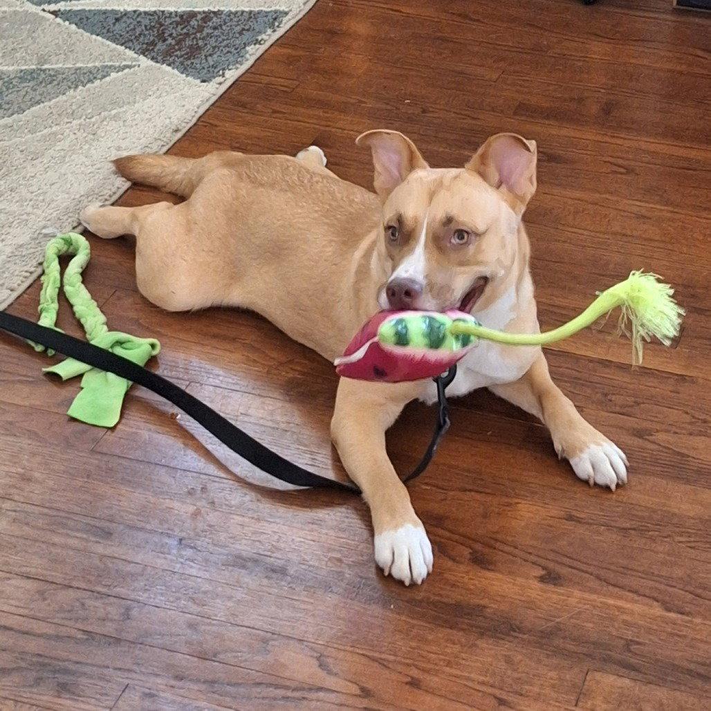 Fiesta, a Adoptable Terrier in Dallas, TX image 3/3