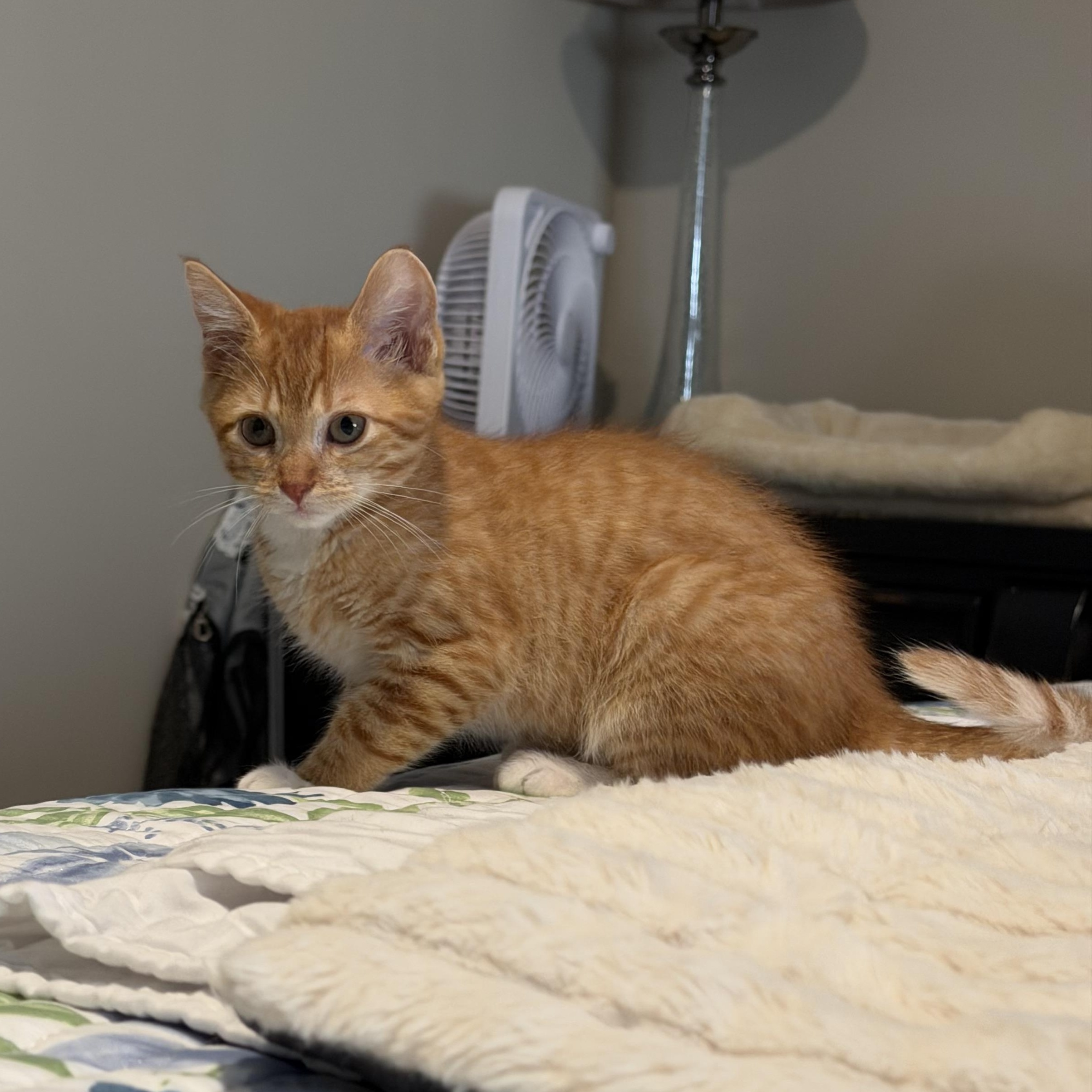 Isaac, ADOPTABLE, Kitten Male Domestic Short Hair.