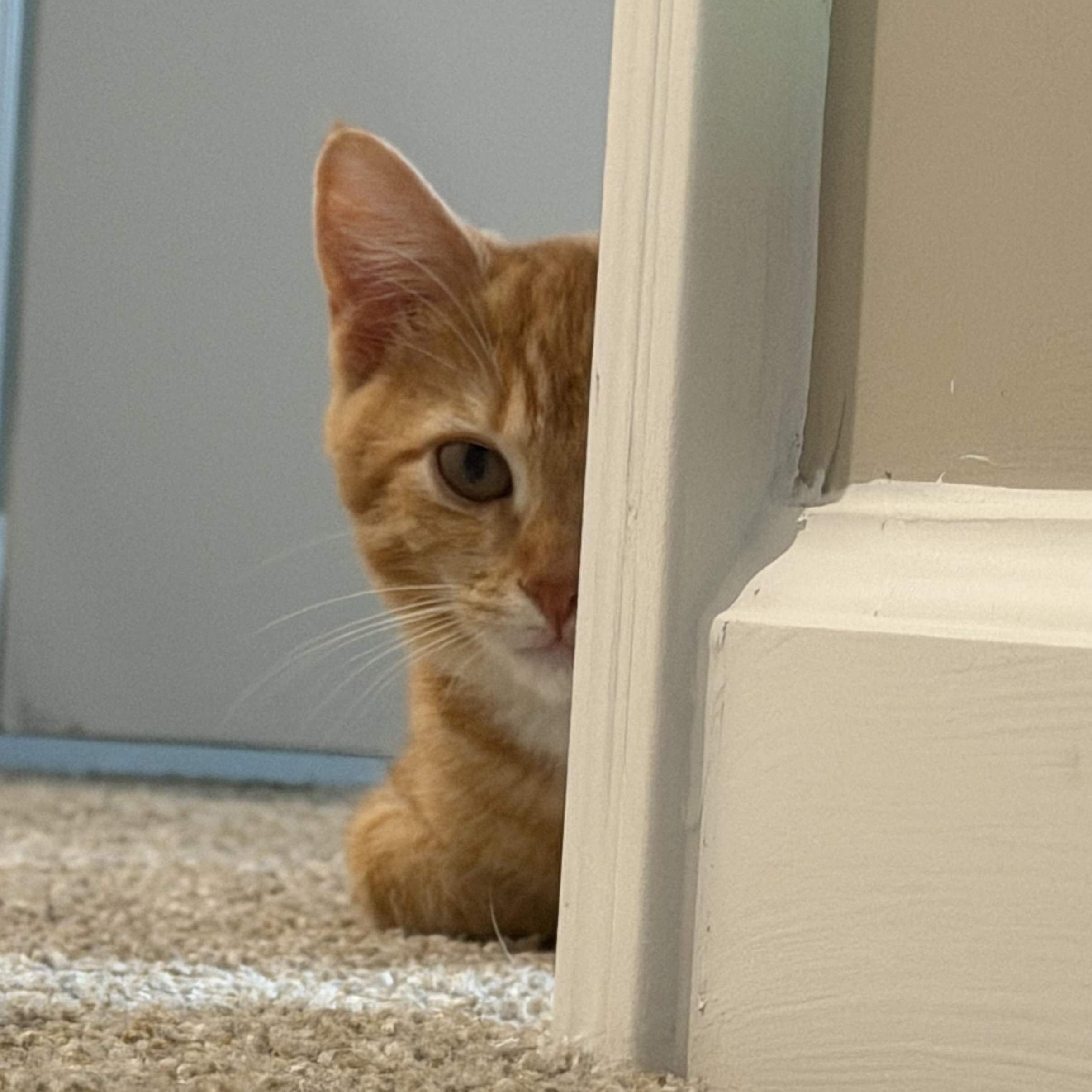 Enlarge Isaac, a ADOPTABLE Domestic Short Hair in Murfreesboro, TN image 3/3