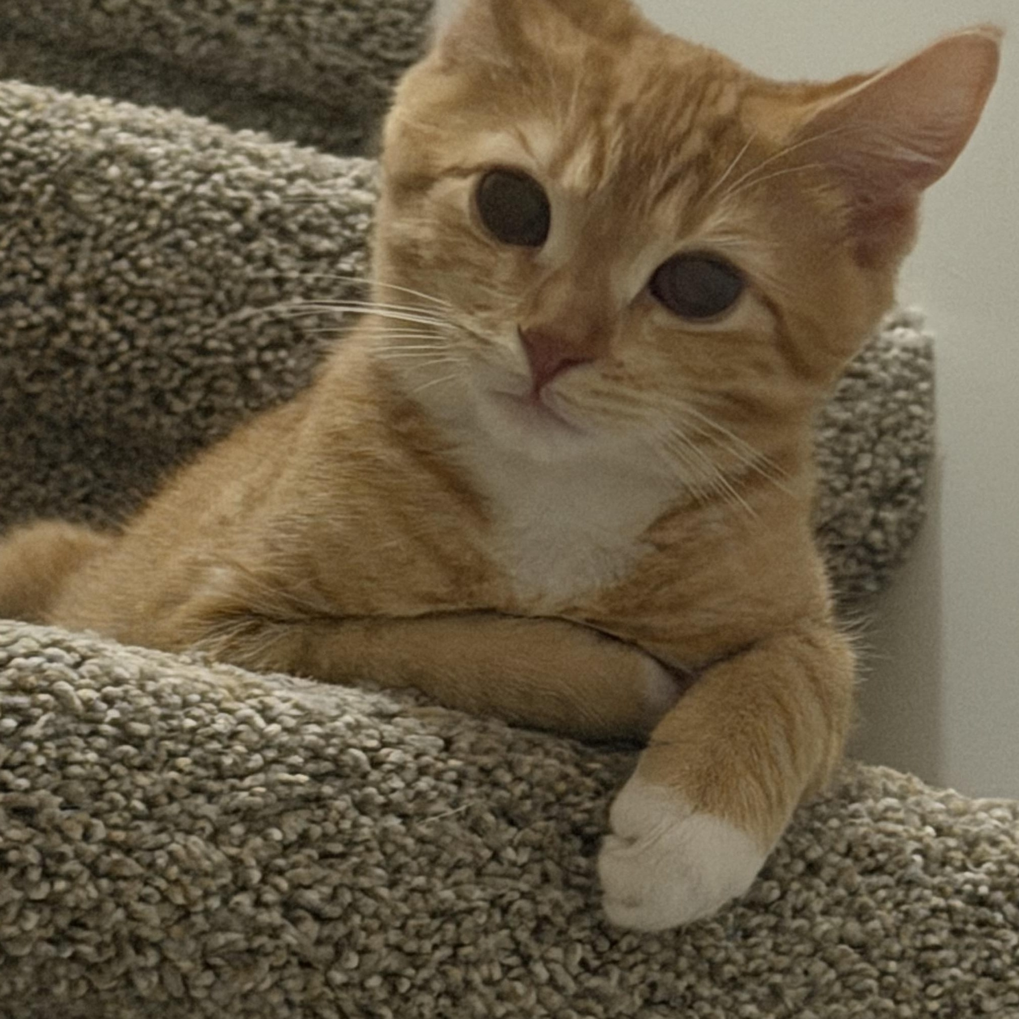 Enlarge Isaac, a ADOPTABLE Domestic Short Hair in Murfreesboro, TN image 2/3
