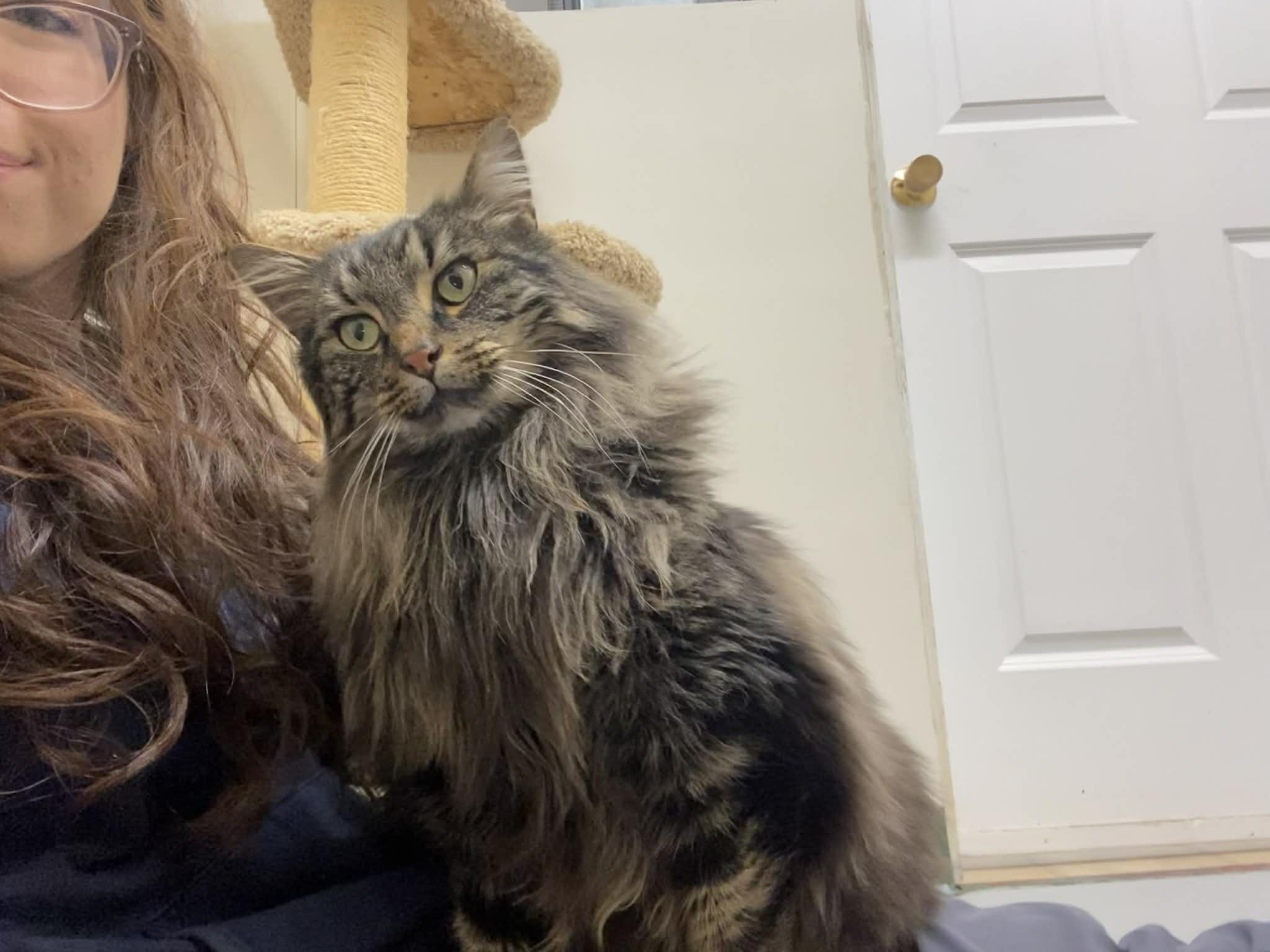Enlarge Shivo, an adopted Maine Coon in St. Maries, ID image 3/3