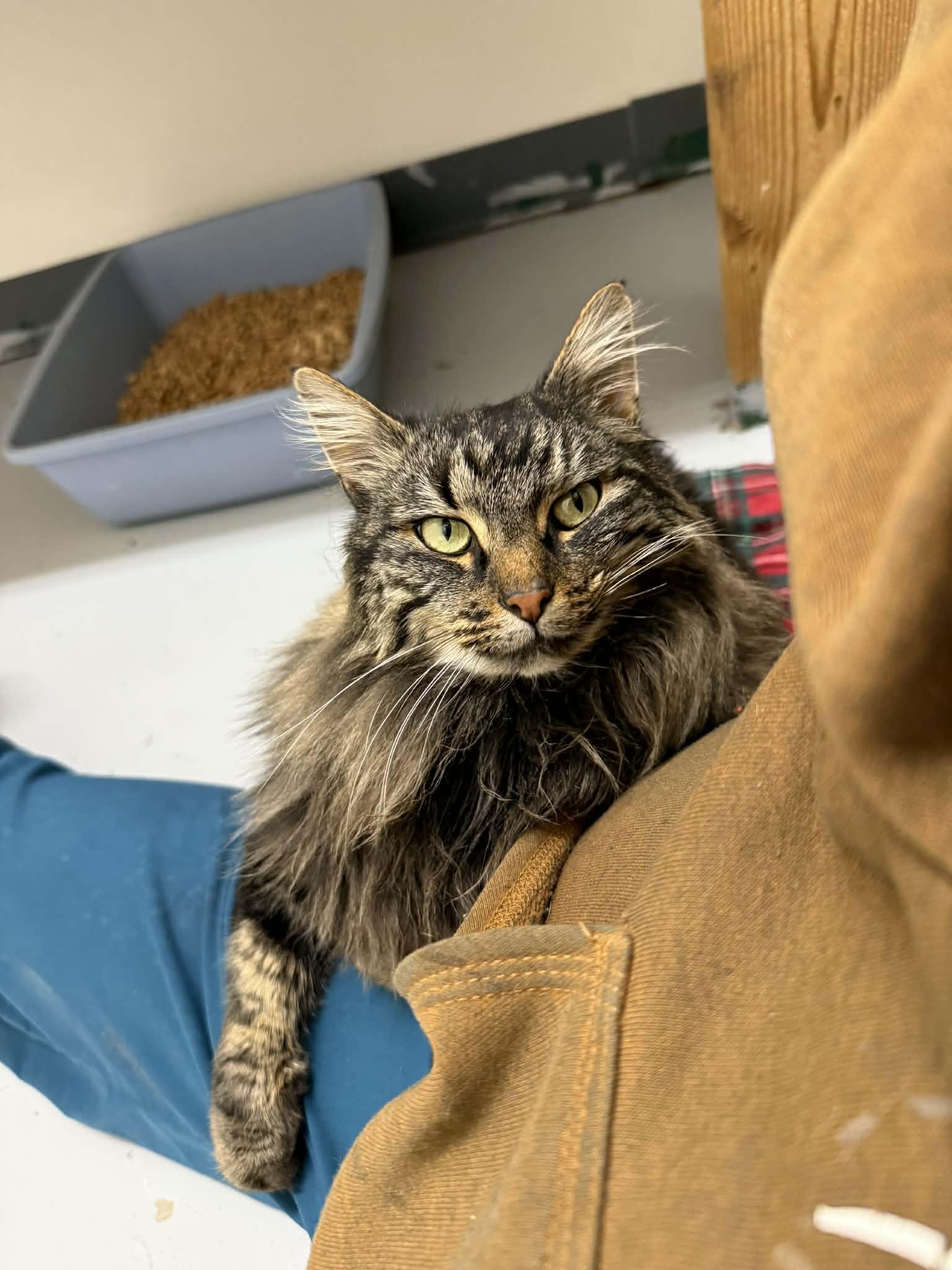 Enlarge Shivo, an adopted Maine Coon in St. Maries, ID image 1/3