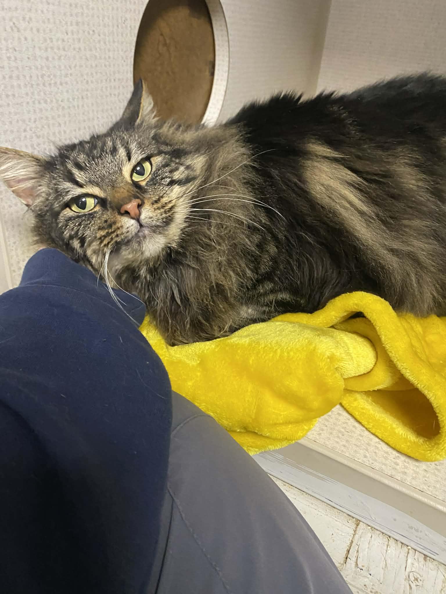Enlarge Shivo, an adopted Maine Coon in St. Maries, ID image 2/3