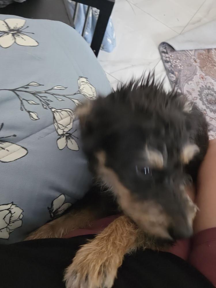 Peppa photo
