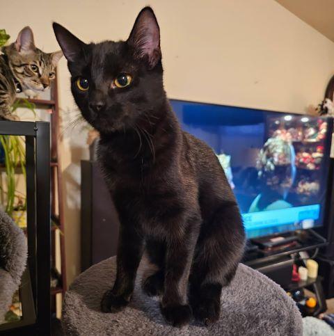 Enlarge Tiny Tot, a ADOPTABLE mixed breed in Fernley, NV image 2/2