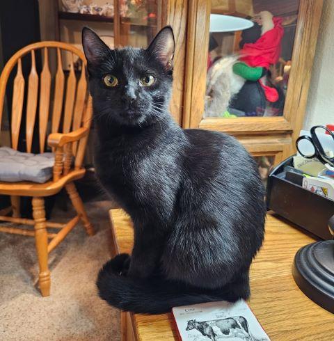 Tiny Tot, ADOPTABLE, Young Female Domestic Short Hair.