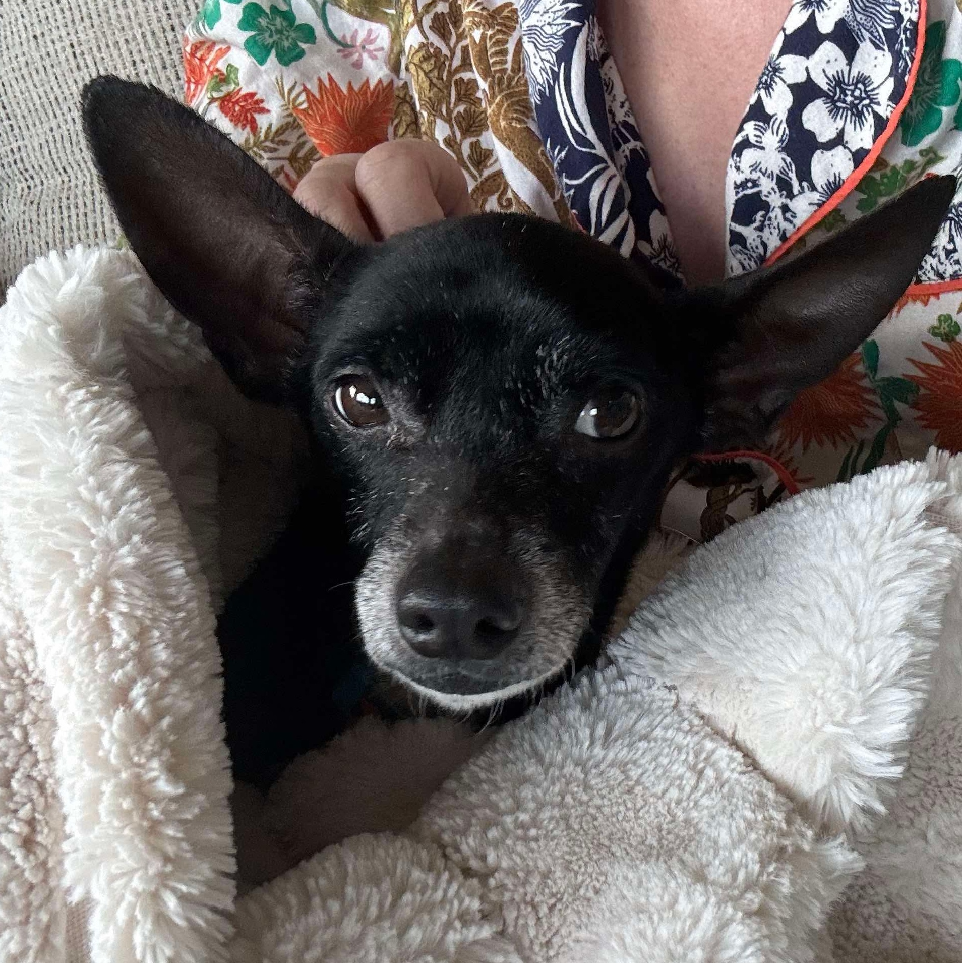 Felix photo 6