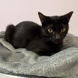 Enlarge Connie, a Adoptable Domestic Short Hair in Boston, MA image 1/2