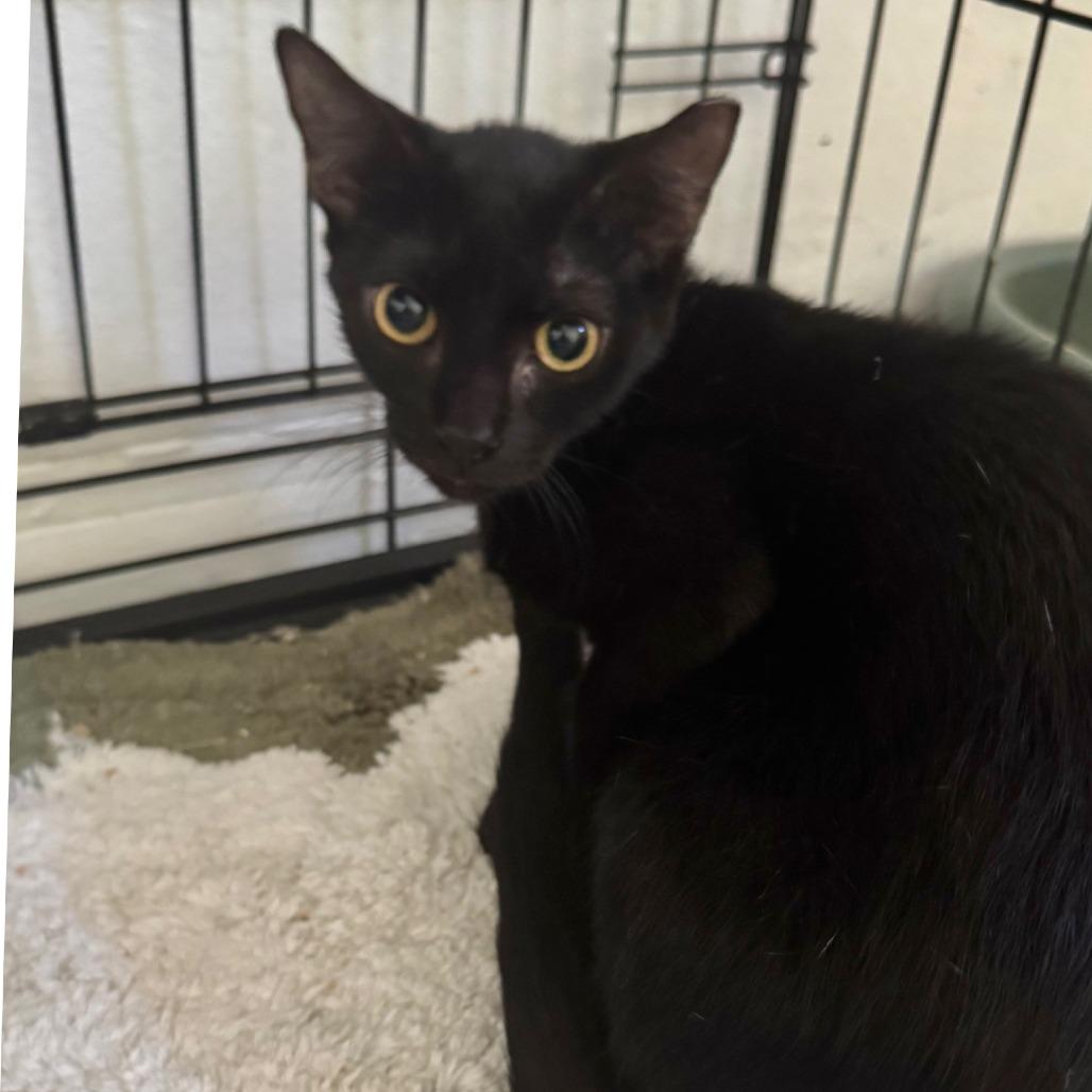 Enlarge Connie, a Adoptable Domestic Short Hair in Boston, MA image 2/2