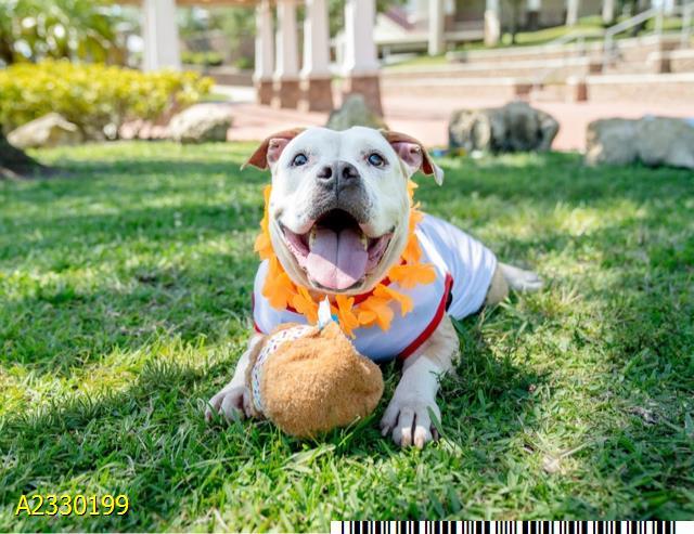 Enlarge PATRICK, a Adoptable mixed breed in West Palm Beach, FL image 1/1