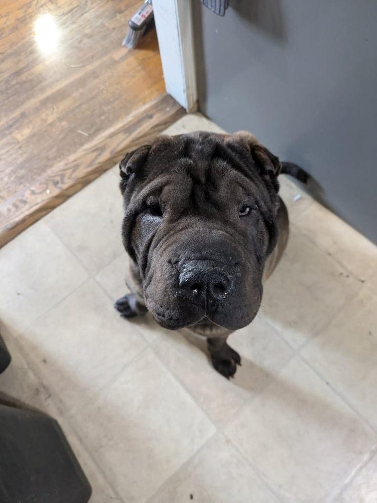 Manny, Adopted, Young Male Shar-Pei.