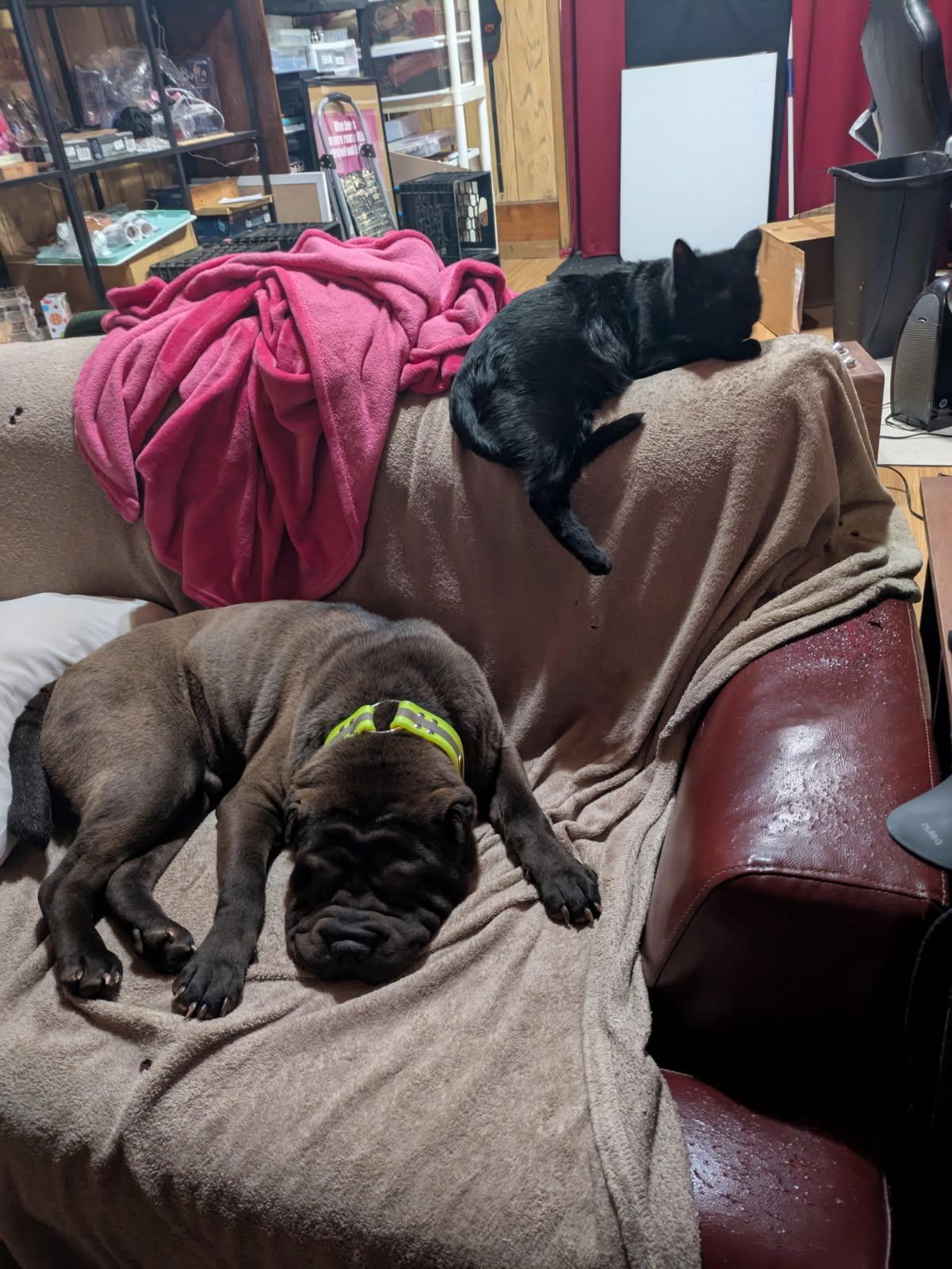 Manny, Adopted, Young Male Shar-Pei.