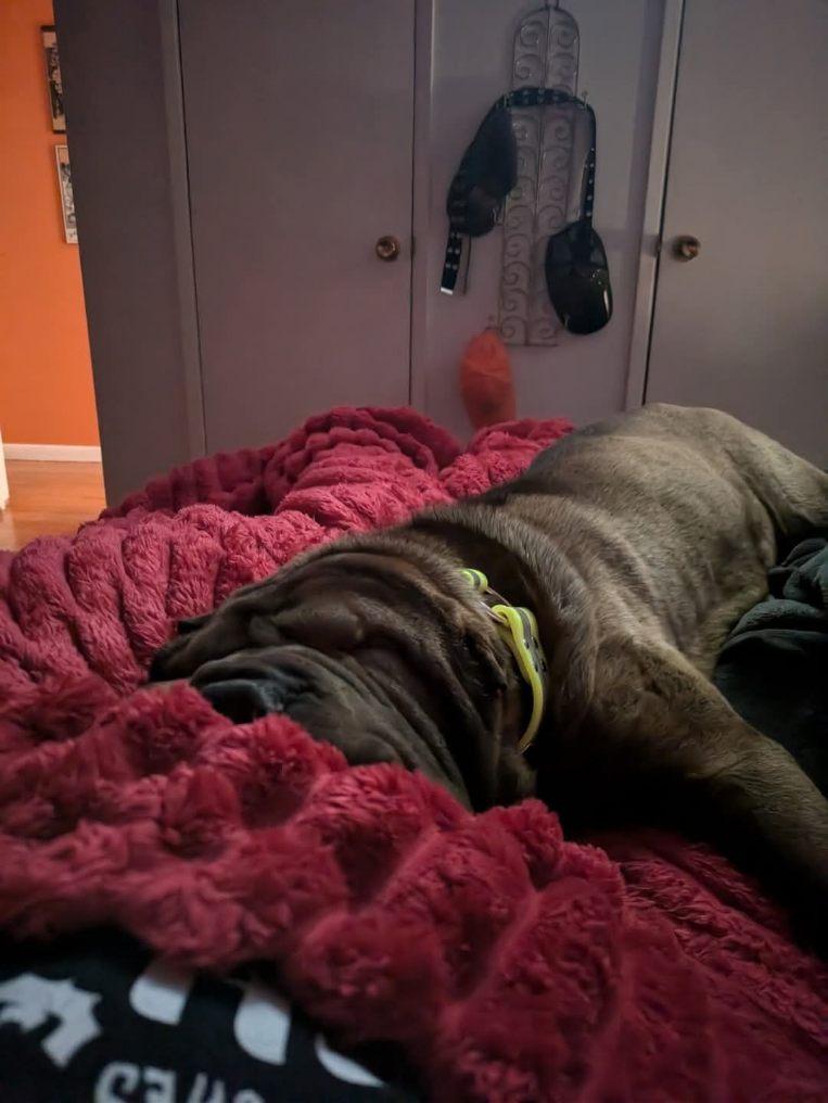 Enlarge Manny, a Adopted Shar-Pei in Olney, MD image 3/4