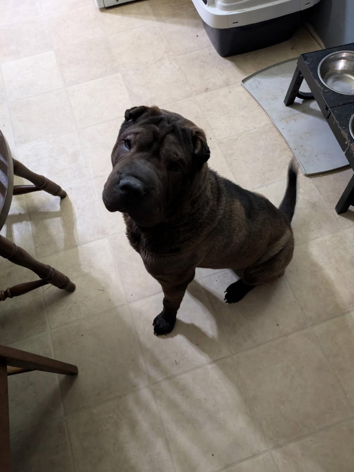 Enlarge Manny, a Adopted Shar-Pei in Olney, MD image 4/4