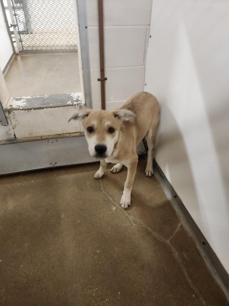 Lakota, Adoptable, Young Male Mixed Breed.