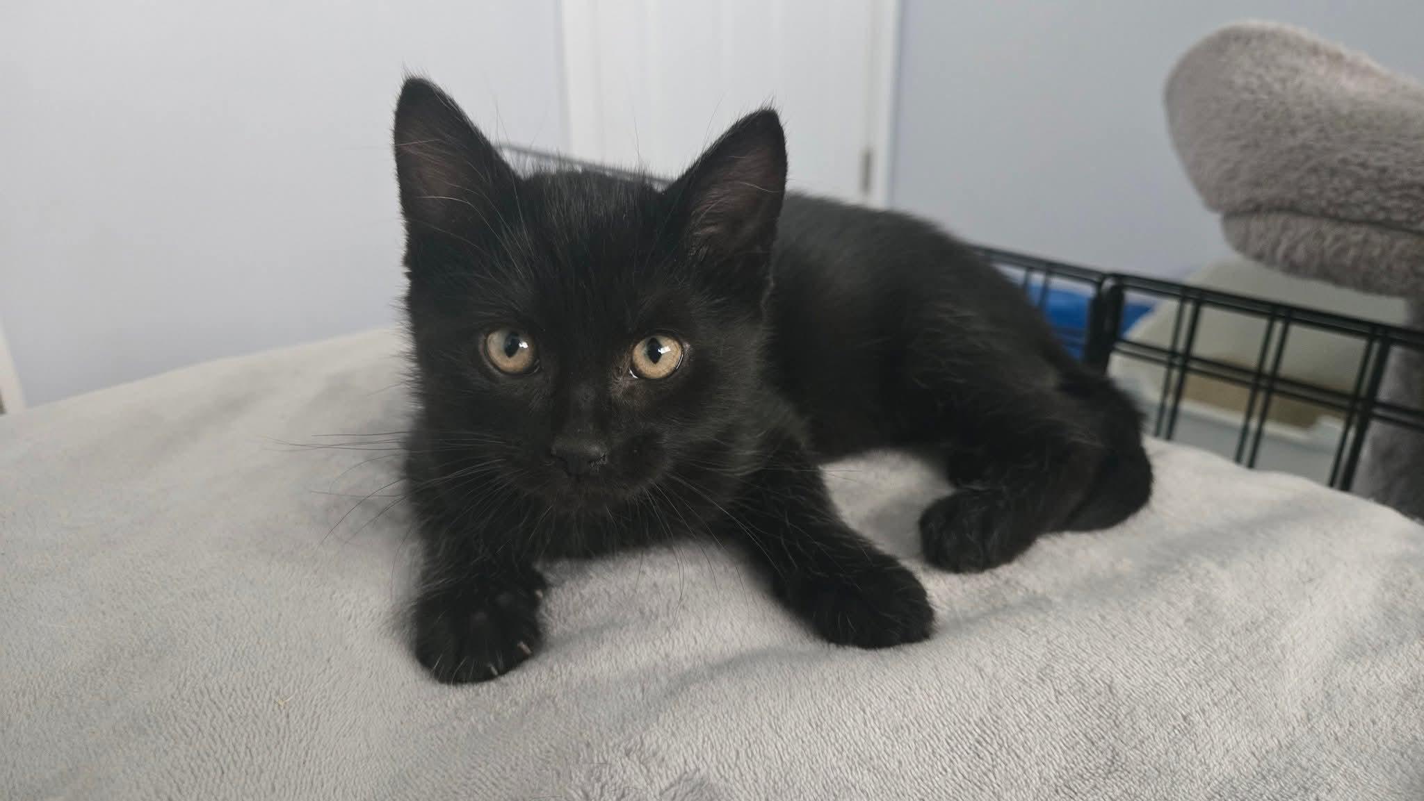 Enlarge 13082025C, a Adopted Domestic Short Hair in Kamloops, BC image 1/6