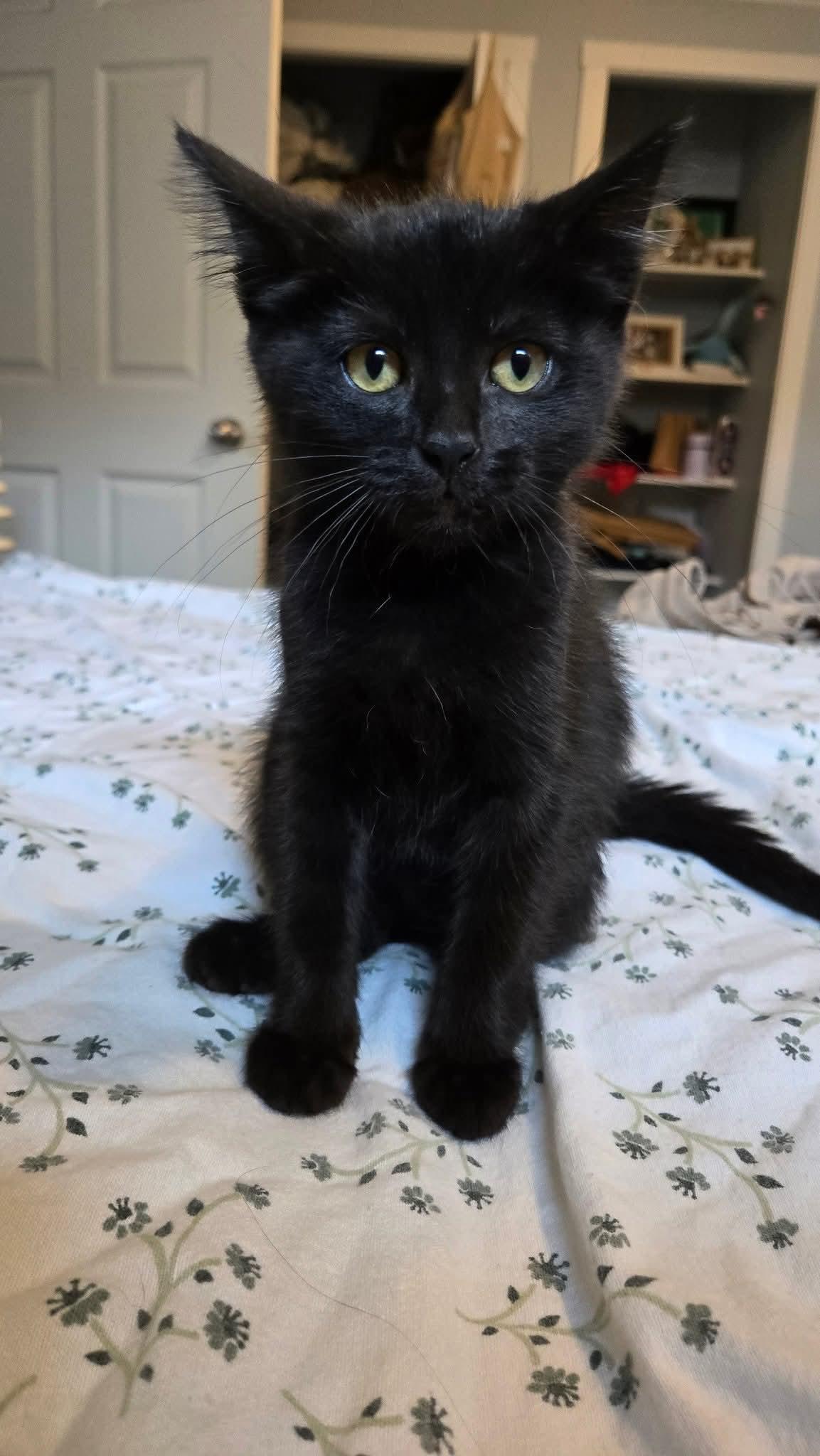 Enlarge 13082025C, a Adopted Domestic Short Hair in Kamloops, BC image 2/6