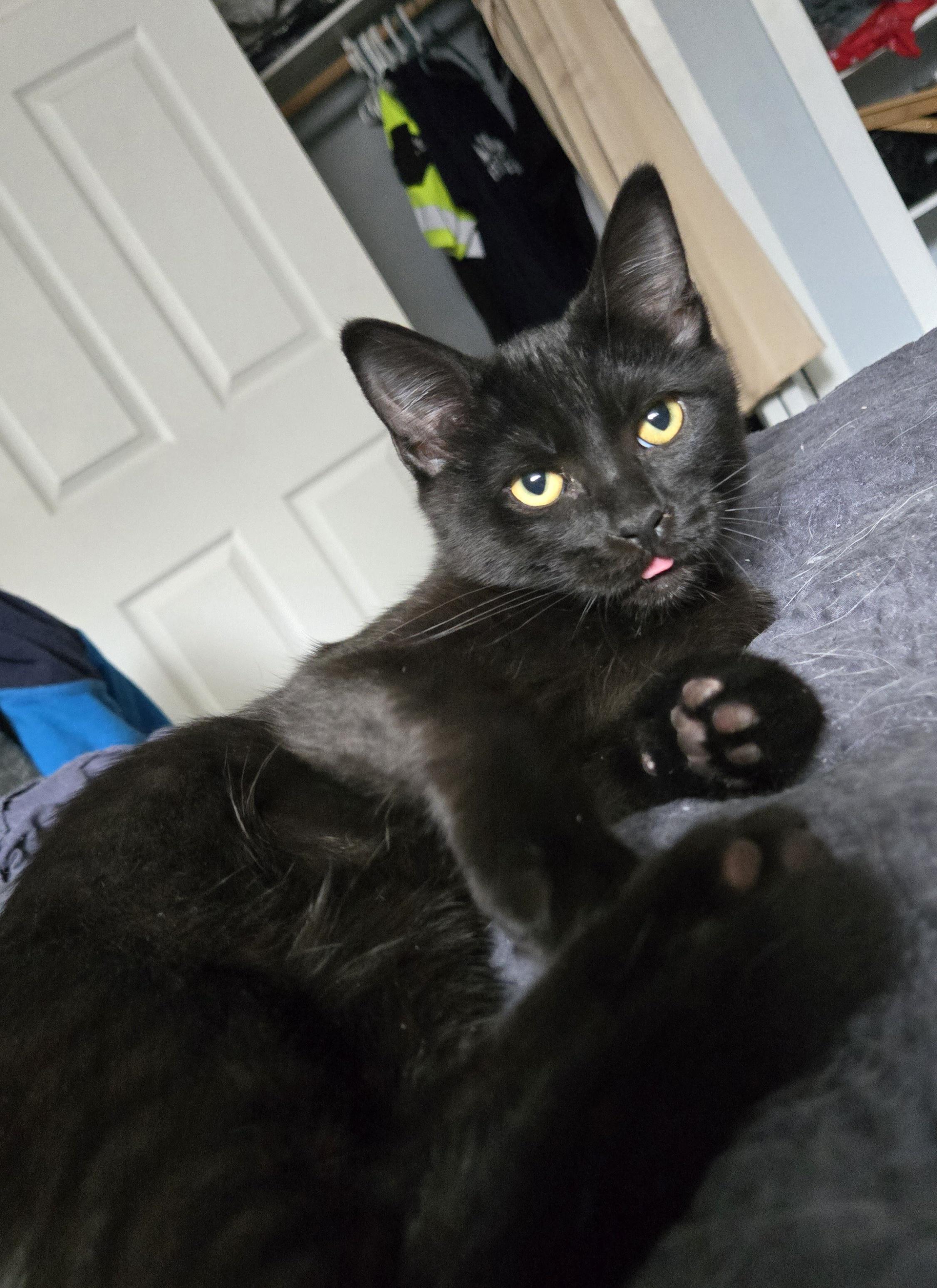 Enlarge 13082025C, a Adopted Domestic Short Hair in Kamloops, BC image 3/6