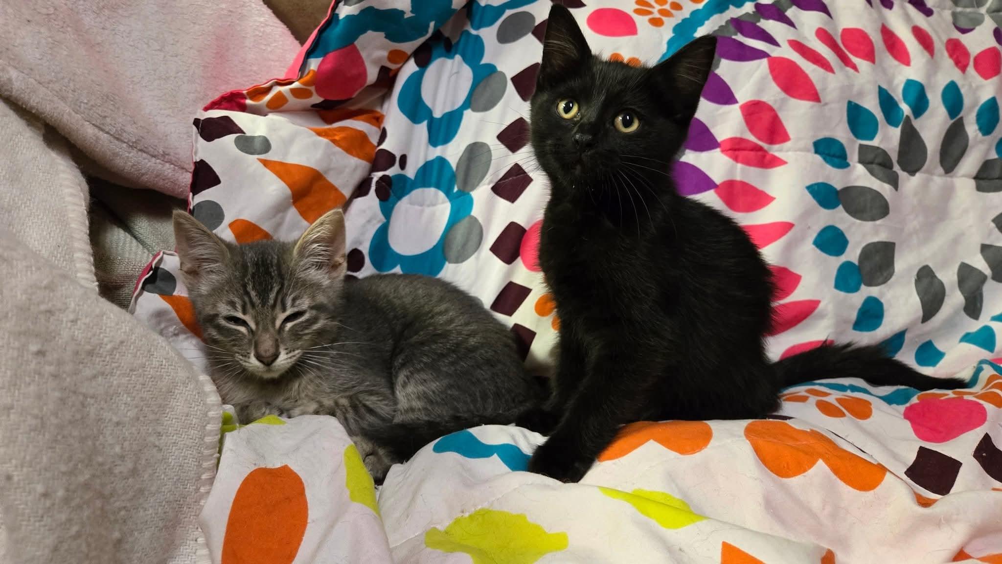 Enlarge 13082025C, a Adopted Domestic Short Hair in Kamloops, BC image 4/6