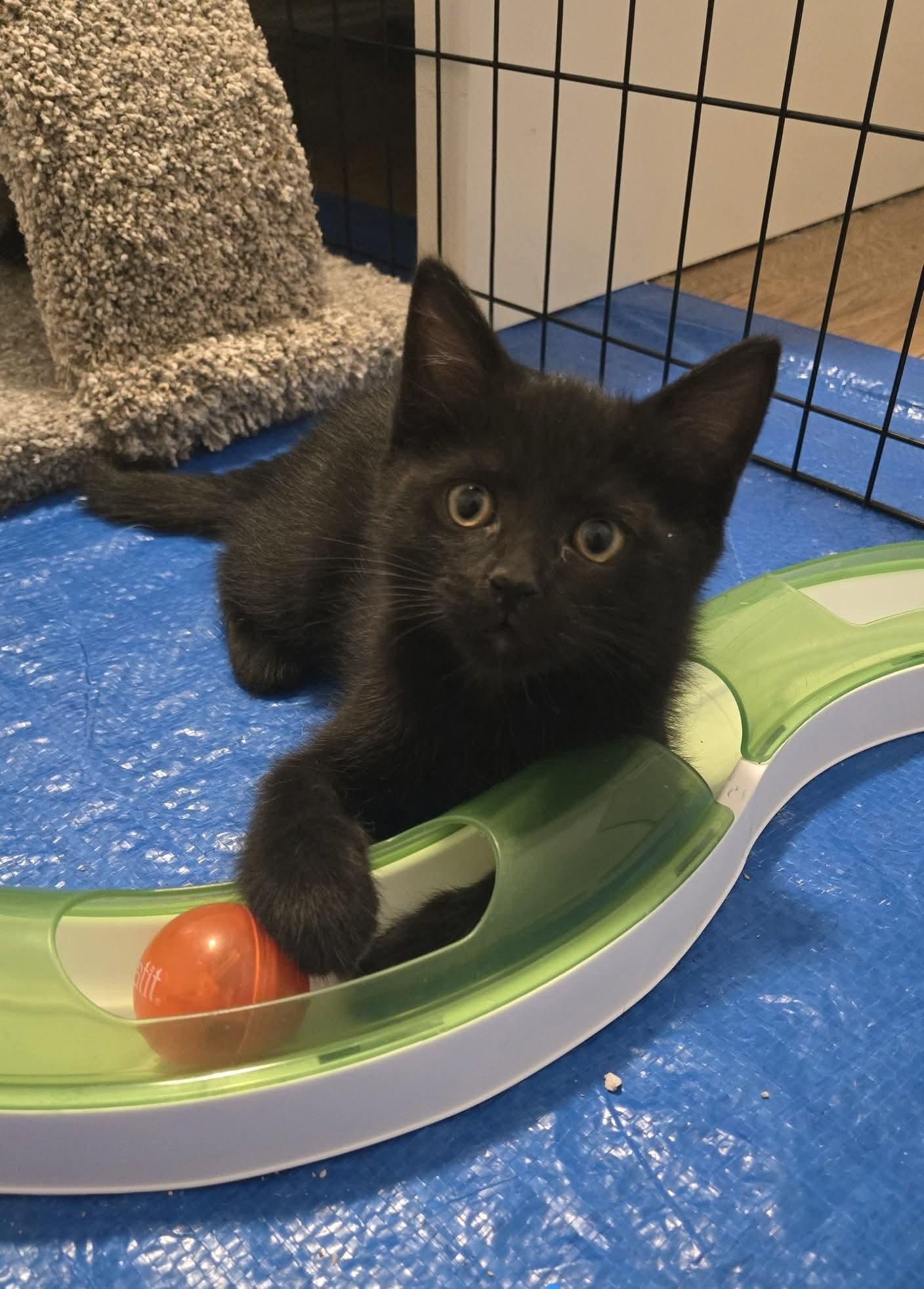 Enlarge 13082025C, a Adopted Domestic Short Hair in Kamloops, BC image 5/6