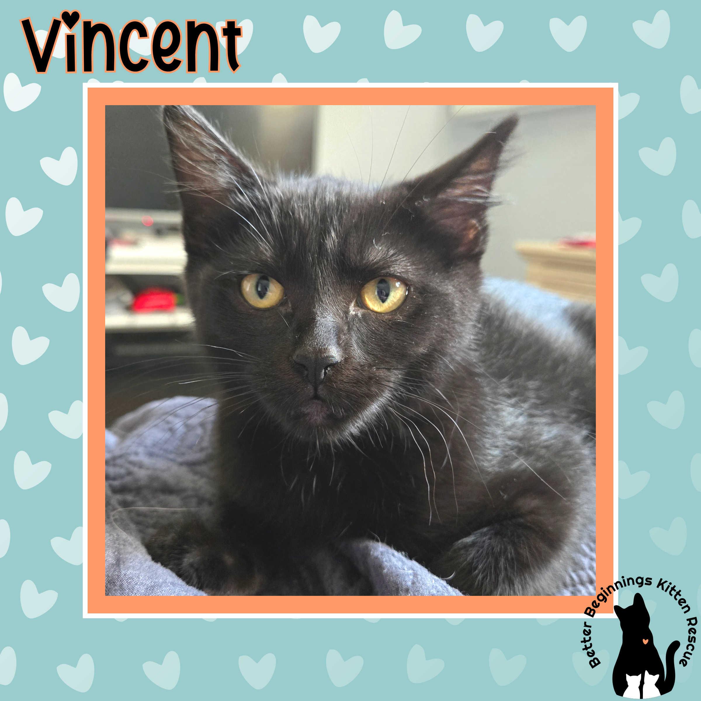 Enlarge 13082025C, a Adopted Domestic Short Hair in Kamloops, BC image 6/6