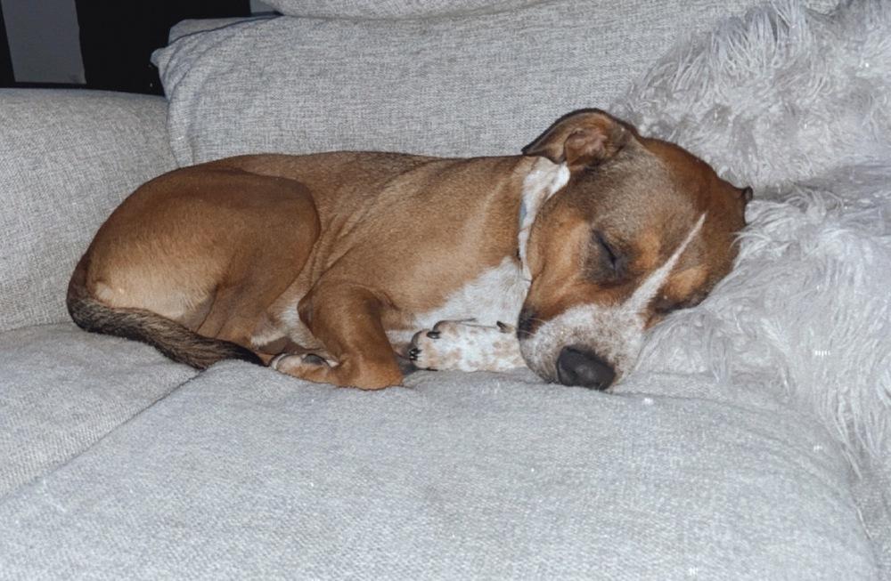 Arlo, Adoptable, Adult Male Pit Bull Terrier & Cattle Dog.
