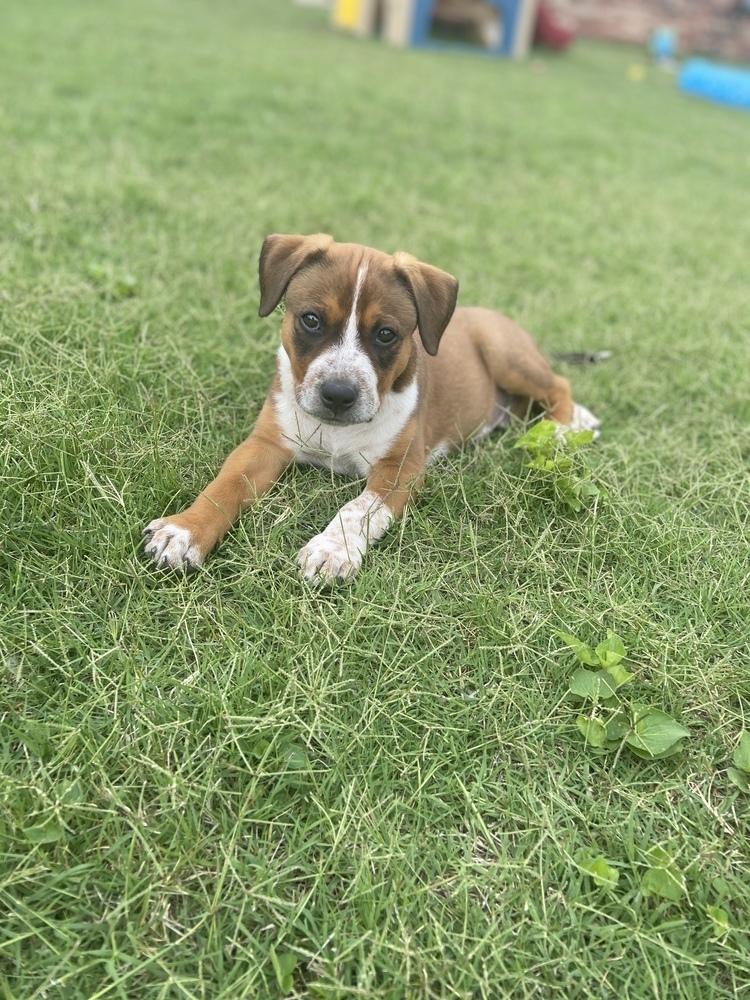 Arlo, a Adoptable mixed breed in Oklahoma City, OK image 2/4