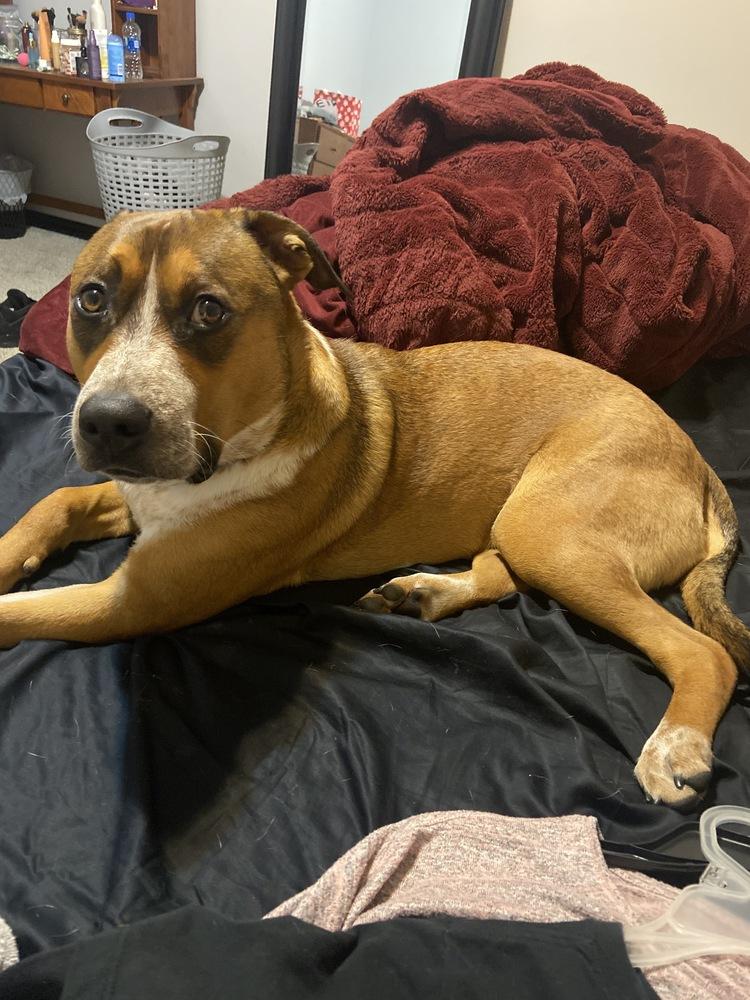 Arlo, a Adoptable mixed breed in Oklahoma City, OK image 3/4