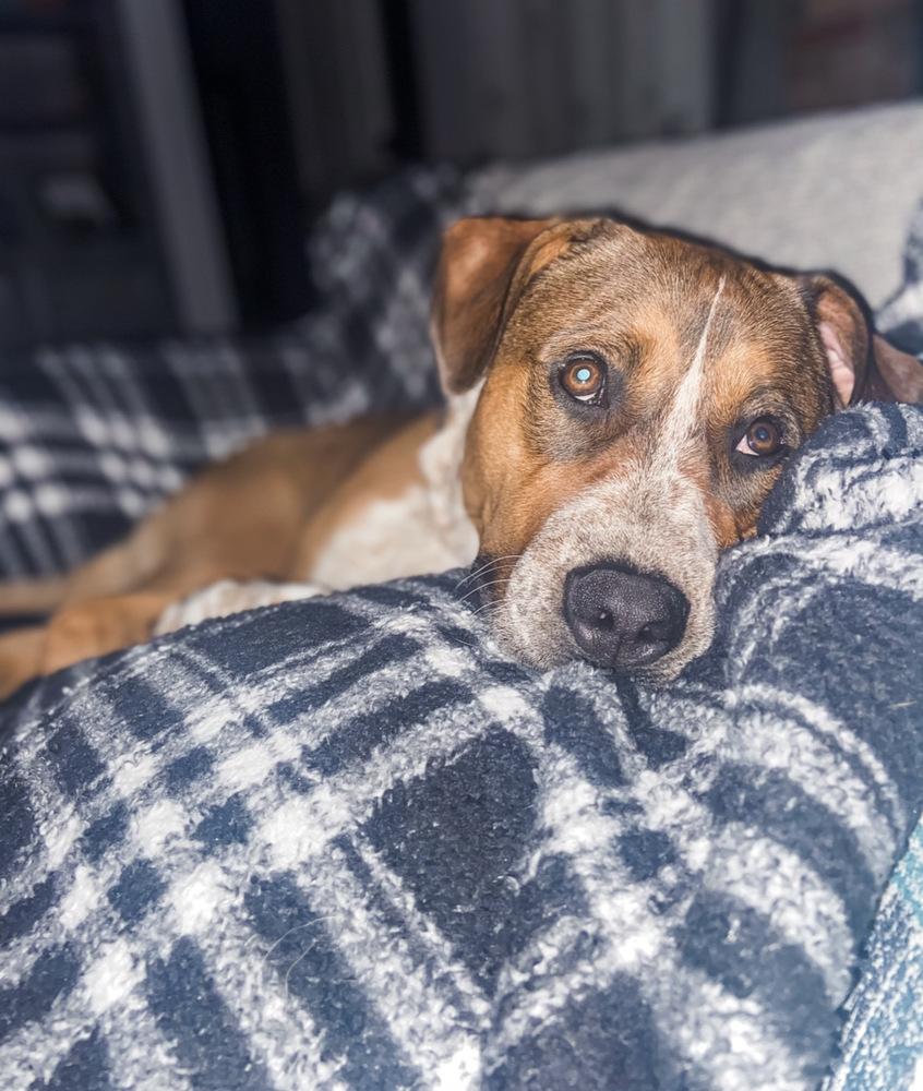 Arlo, a Adoptable mixed breed in Oklahoma City, OK image 4/4