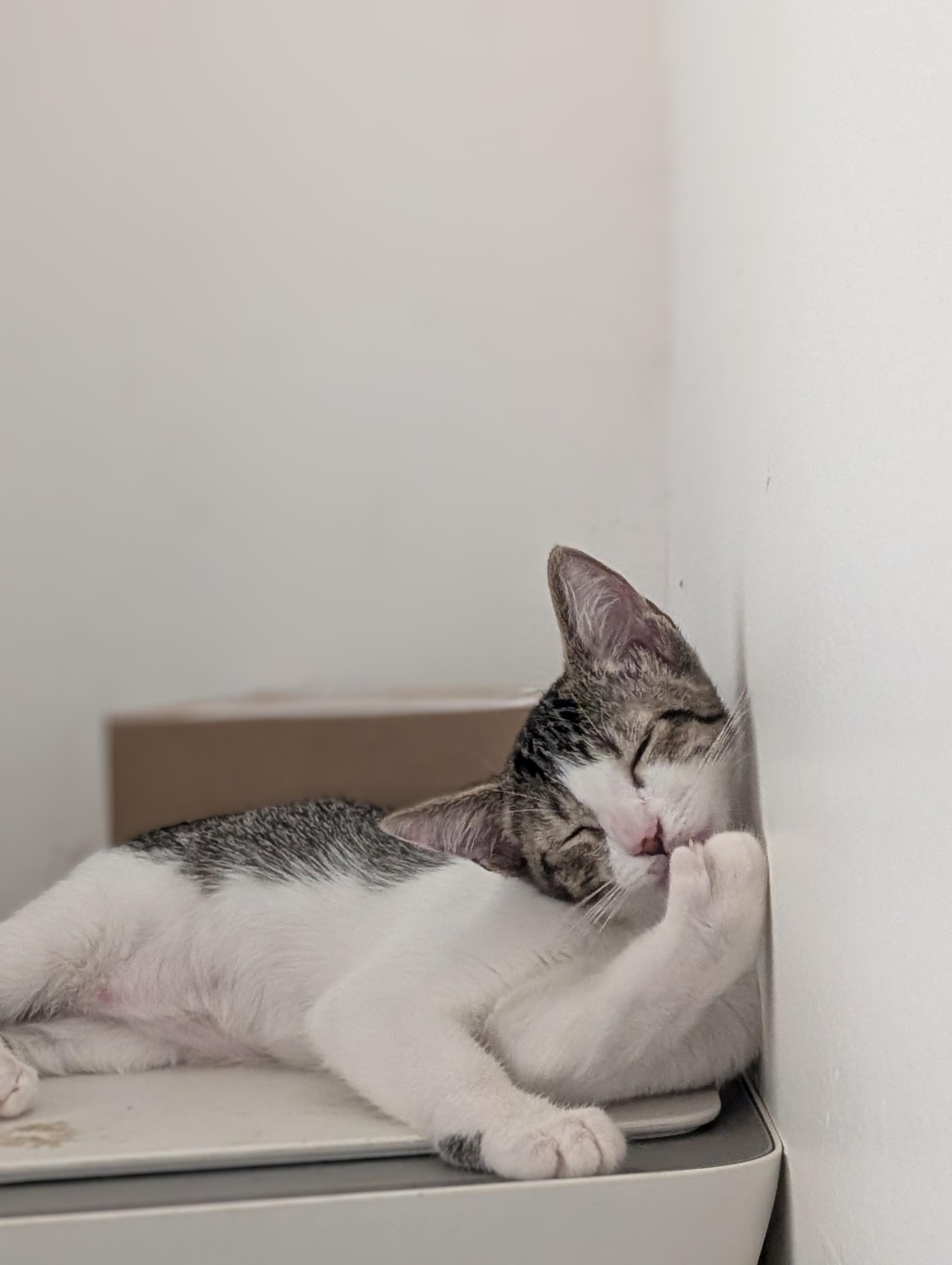 Enlarge Linguine, a Adoptable Domestic Short Hair in Honolulu, HI image 1/6