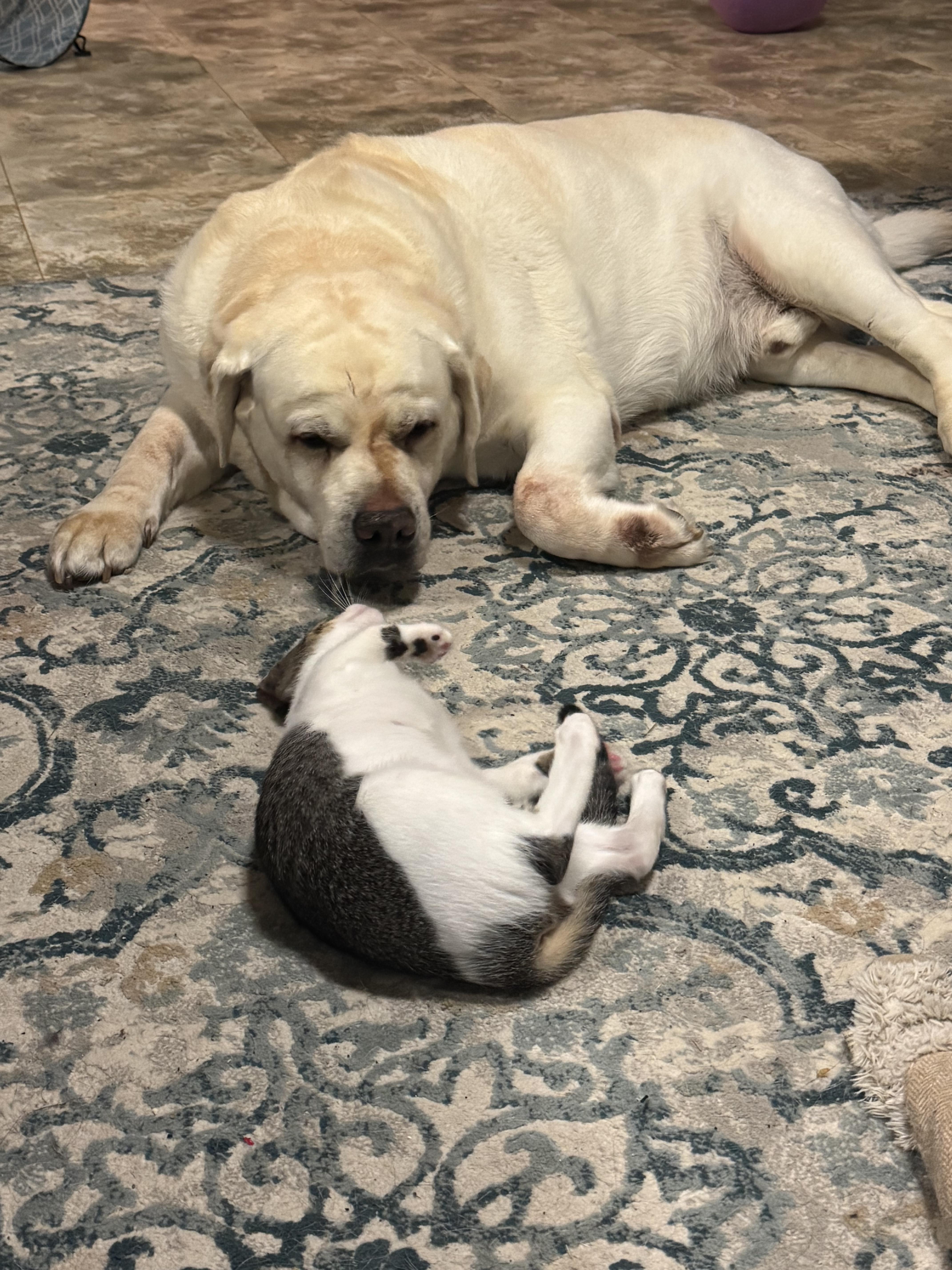 Enlarge Linguine, a Adoptable Domestic Short Hair in Honolulu, HI image 2/6