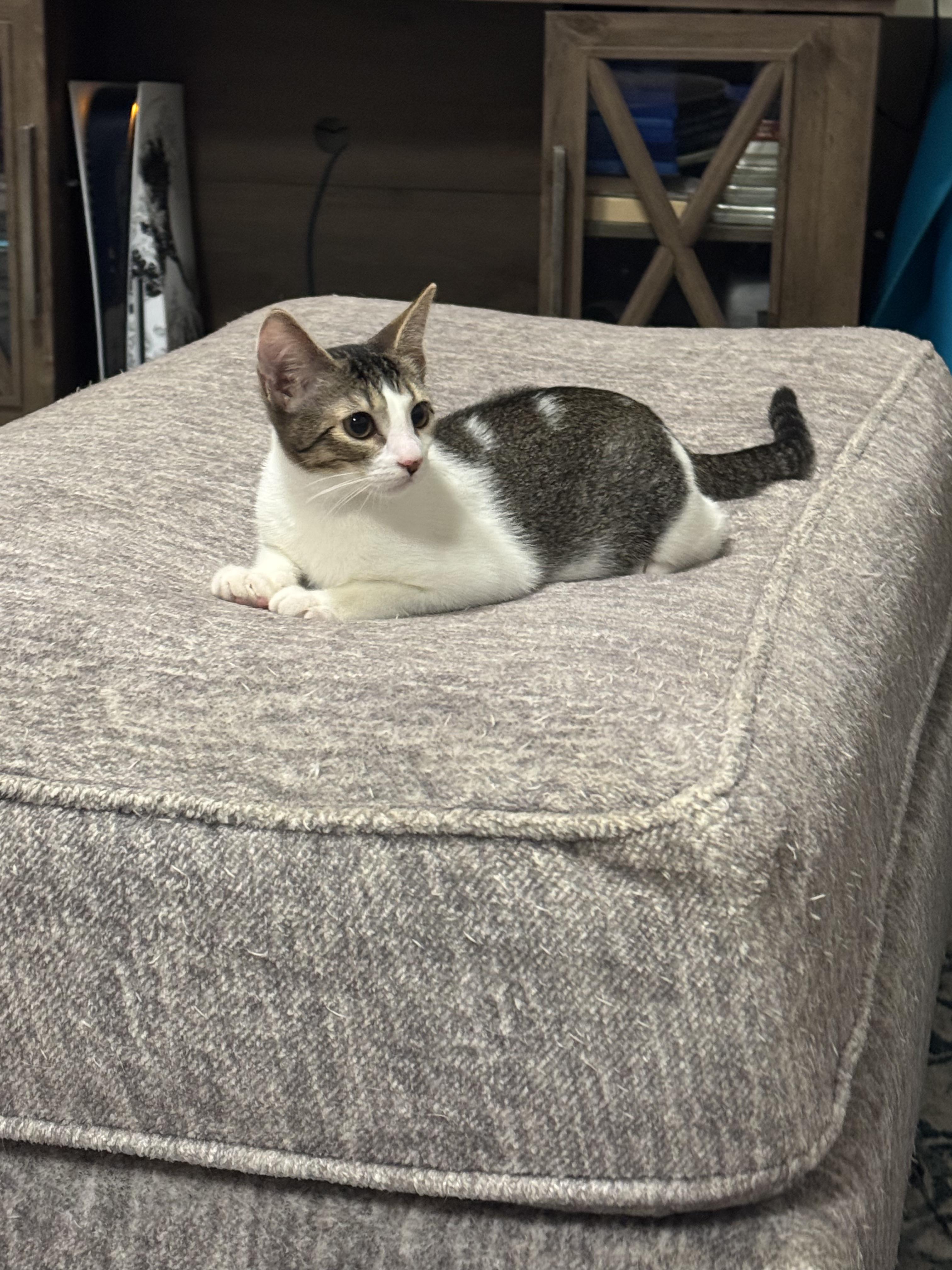 Enlarge Linguine, a Adoptable Domestic Short Hair in Honolulu, HI image 3/6