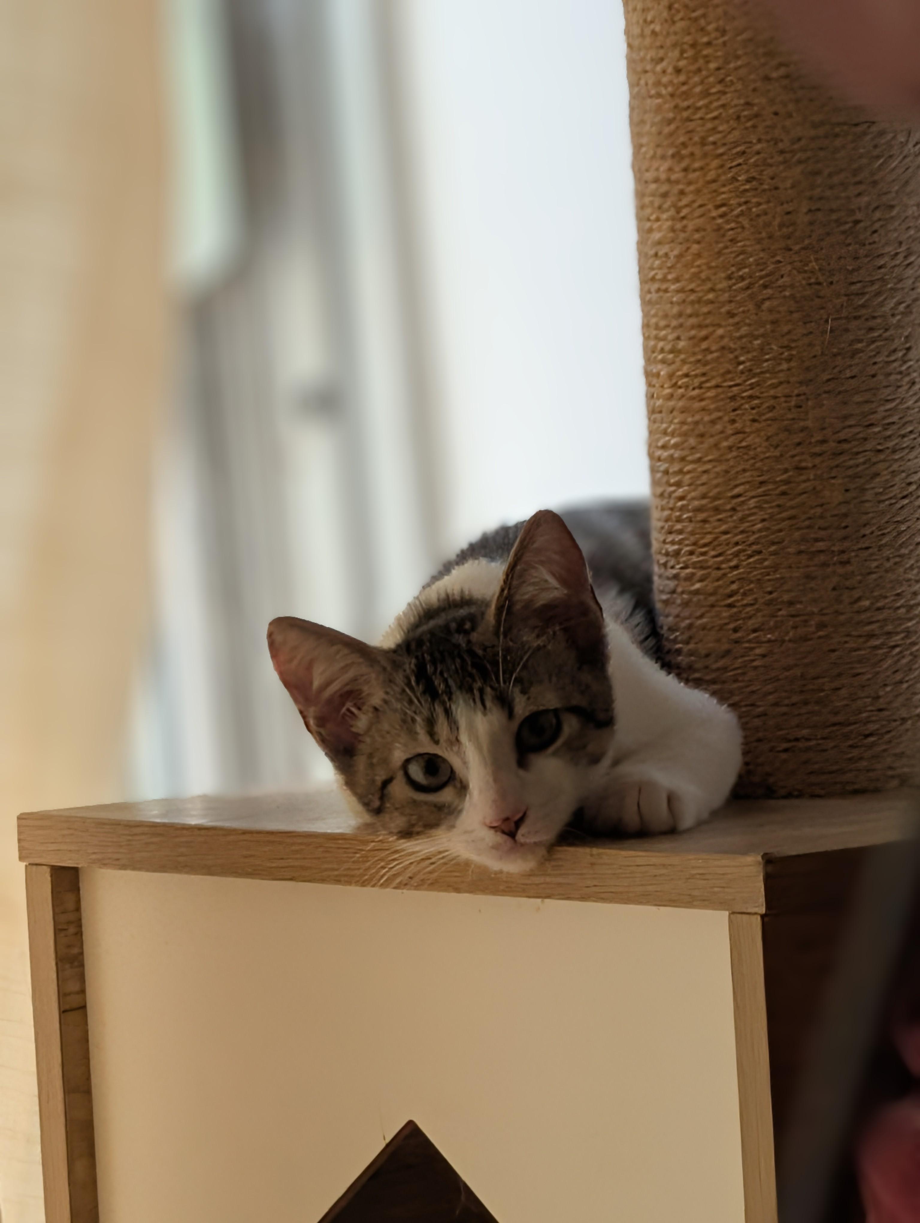 Enlarge Linguine, a Adoptable Domestic Short Hair in Honolulu, HI image 4/6