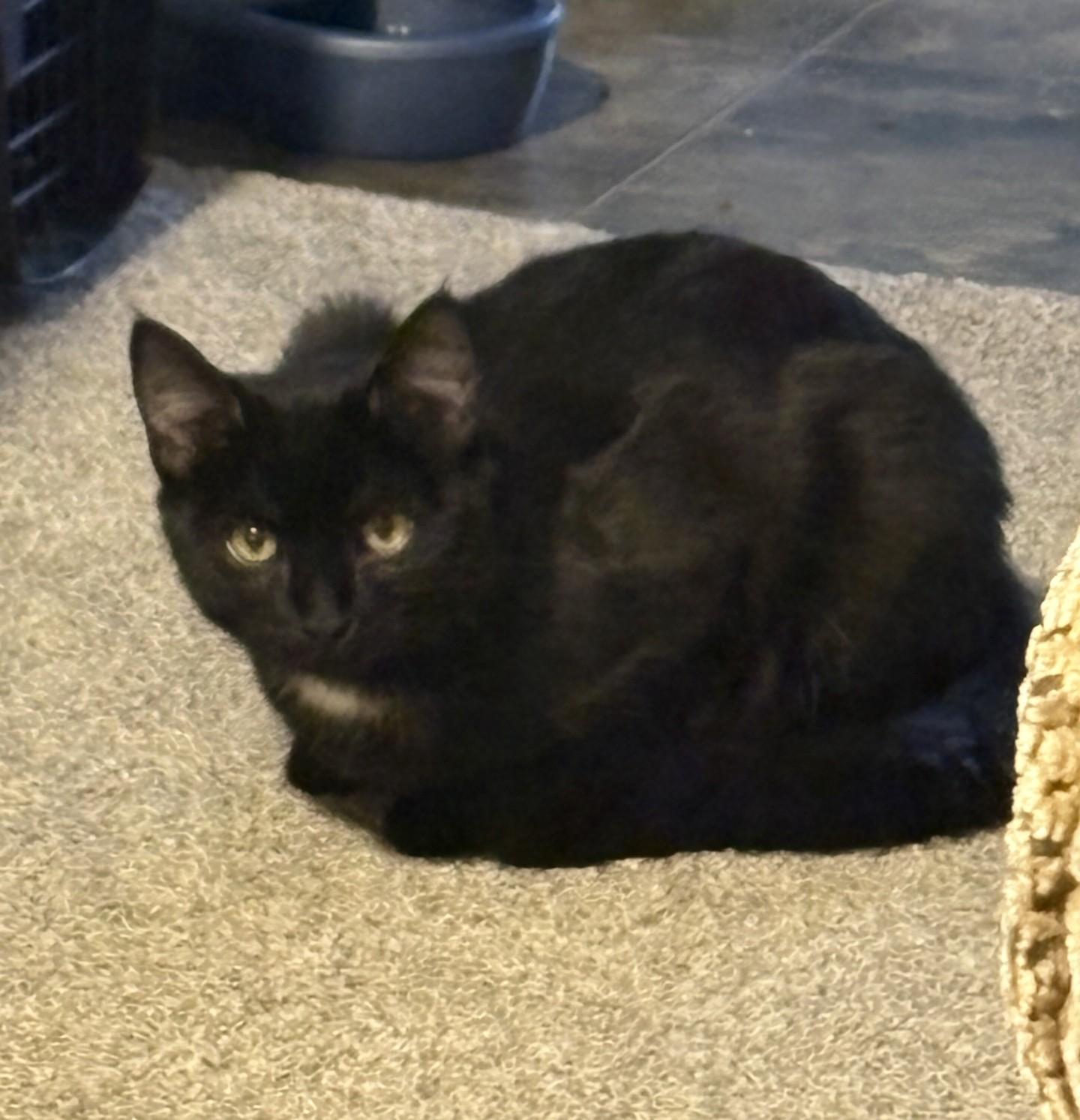 Midnight Courtesy Listing, a ADOPTABLE Domestic Short Hair in Midland, MI image 4/5
