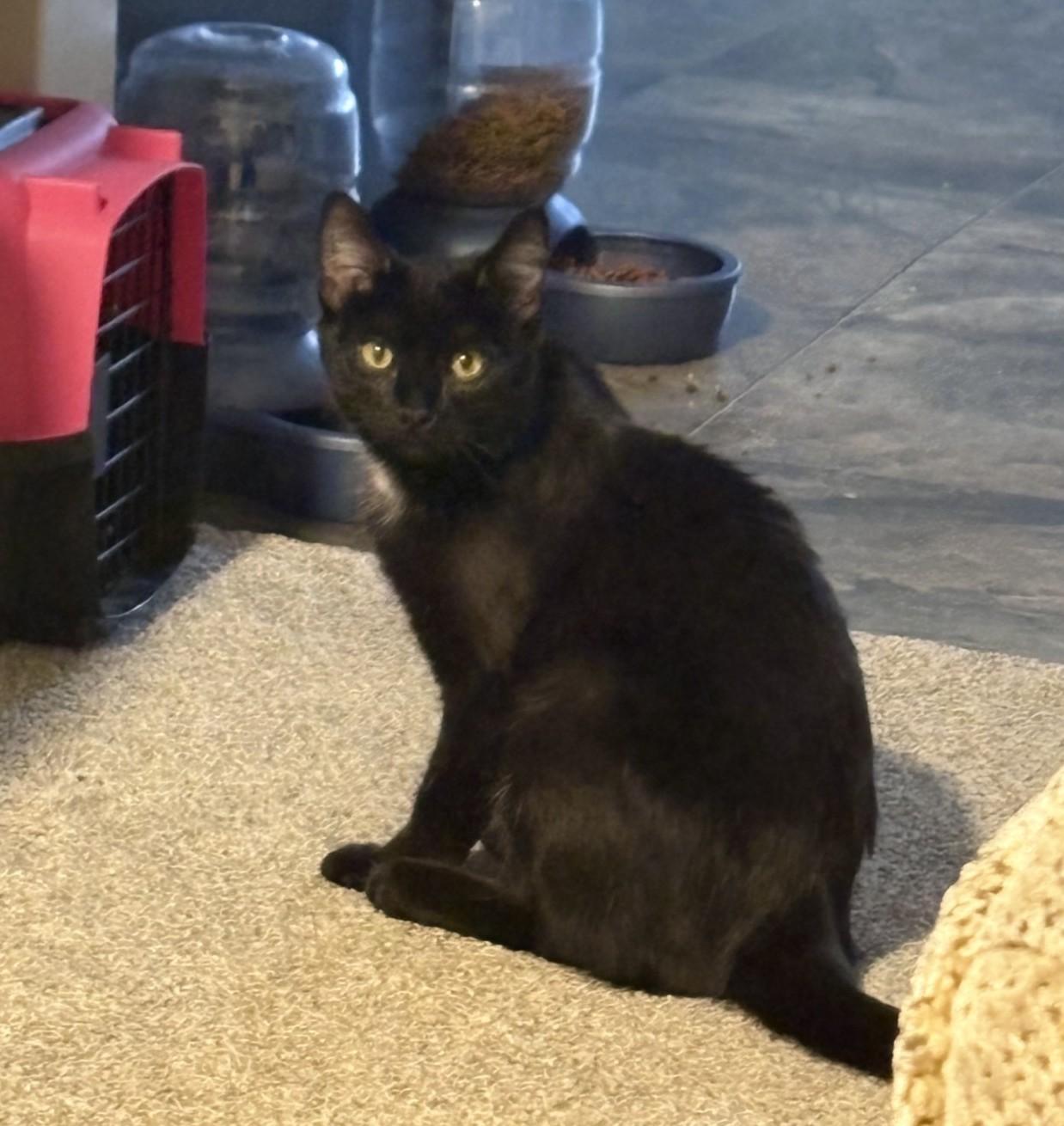 Midnight Courtesy Listing, a ADOPTABLE Domestic Short Hair in Midland, MI image 5/5