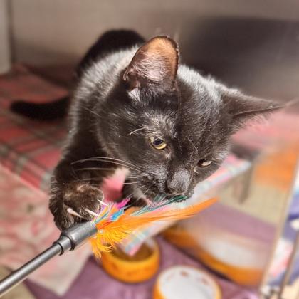 Midnight Courtesy Listing, a ADOPTABLE Domestic Short Hair in Midland, MI image 3/5