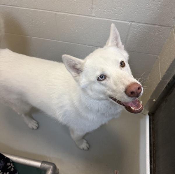 Enlarge Blu, a Adoptable mixed breed in Great Falls, MT image 1/1