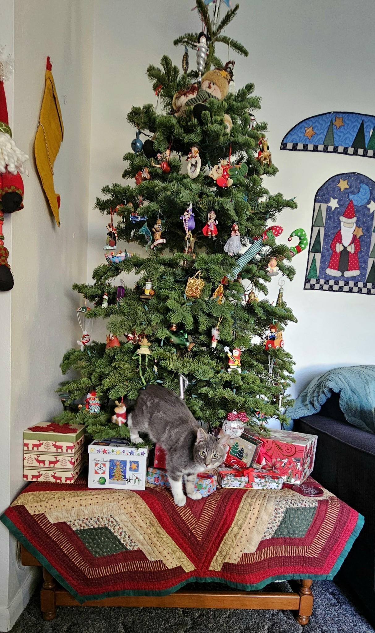 Cooper, an adoptable Domestic Short Hair in Portland, OR, 97215 | Photo Image 4