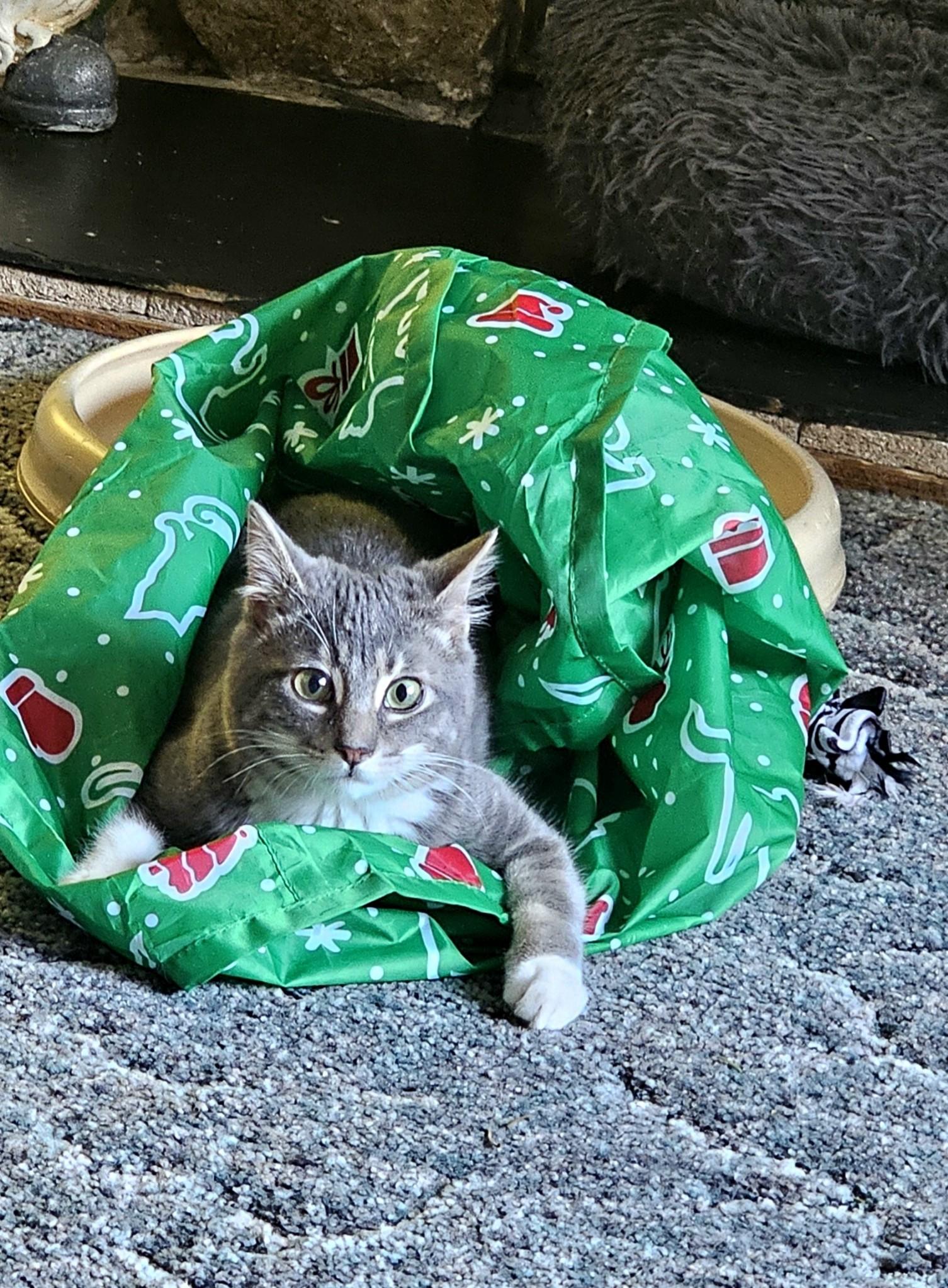 Cooper, an adoptable Domestic Short Hair in Portland, OR, 97215 | Photo Image 5