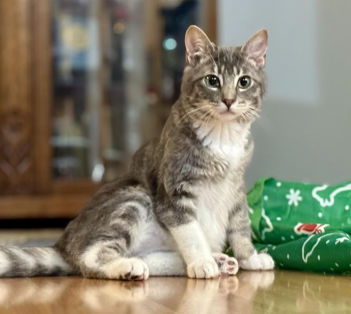 Cooper, an adoptable Domestic Short Hair in Portland, OR, 97215 | Photo Image 1