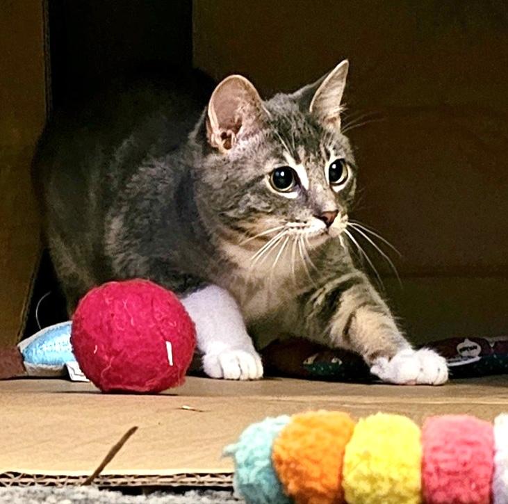 Cooper, an adoptable Domestic Short Hair in Portland, OR, 97215 | Photo Image 3