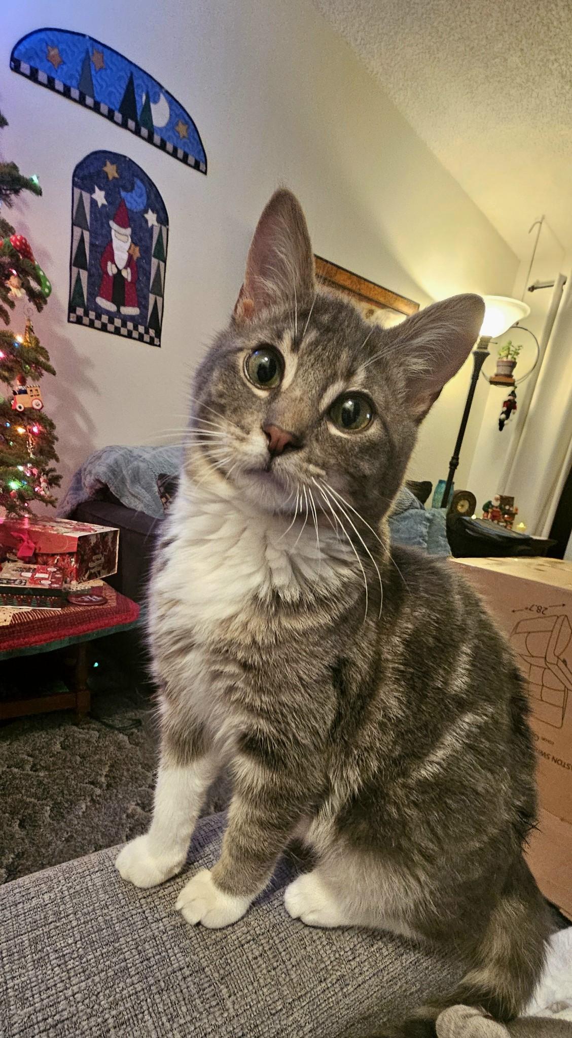 Cooper, an adoptable Domestic Short Hair in Portland, OR, 97215 | Photo Image 2