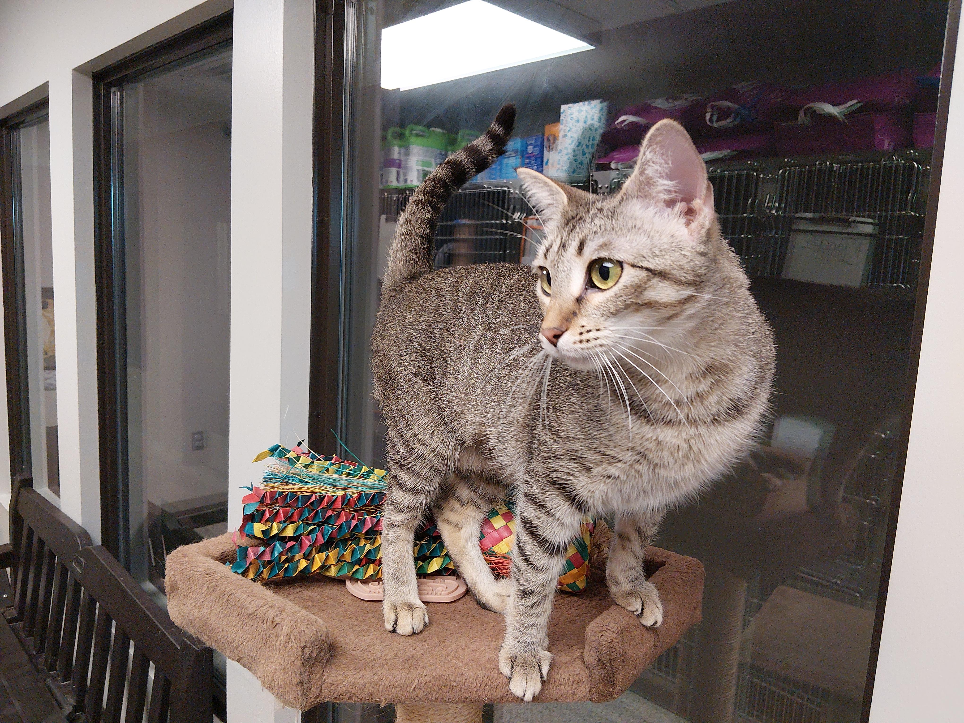 Enlarge Mary Kate, a Adoptable Domestic Short Hair in Liberty, MO image 2/5