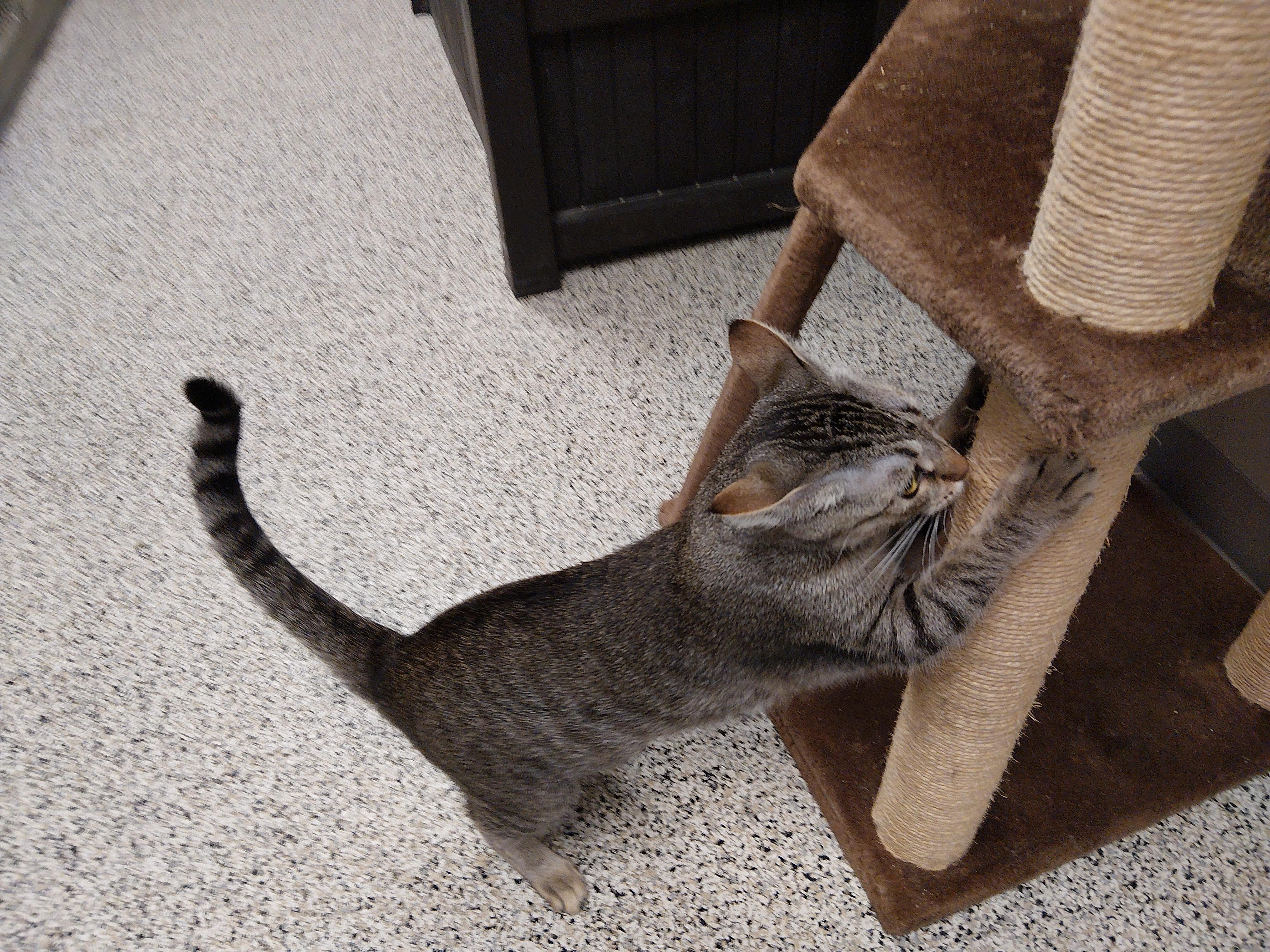 Enlarge Mary Kate, a Adoptable Domestic Short Hair in Liberty, MO image 4/5